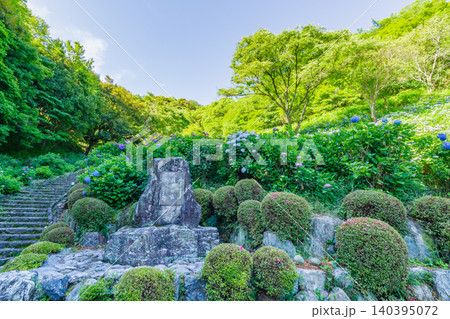 紫陽花が咲く月見の森（岐阜県海津市）　 140395072