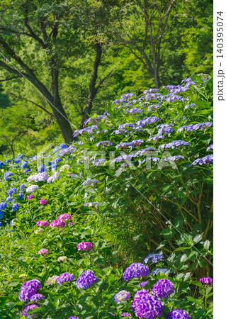 紫陽花の咲く丘(月見の森 岐阜県海津市) 紫陽花の咲く丘(月見の森 岐阜県海津市) 140395074