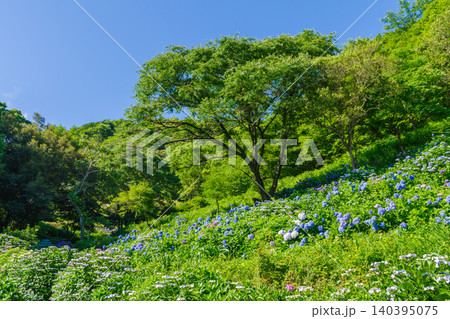 紫陽花の咲く丘(月見の森 岐阜県海津市) 紫陽花の咲く丘(月見の森 岐阜県海津市) 140395075