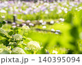 アナベルと花菖蒲のある初夏の風景 140395094