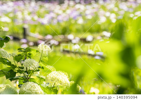 アナベルと花菖蒲のある初夏の風景 140395094