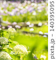 アナベルと花菖蒲の季節風景 140395095