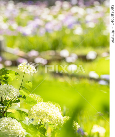 アナベルと花菖蒲の季節風景 アナベルと花菖蒲の季節風景 140395095