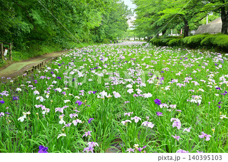 赤堀花菖蒲園 140395103