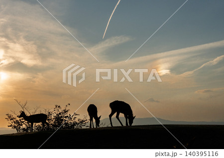 奈良県奈良市若草山で夕暮れに撮影した天然記念物の鹿 奈良県奈良市若草山で夕暮れに撮影した天然記念物の鹿 140395116