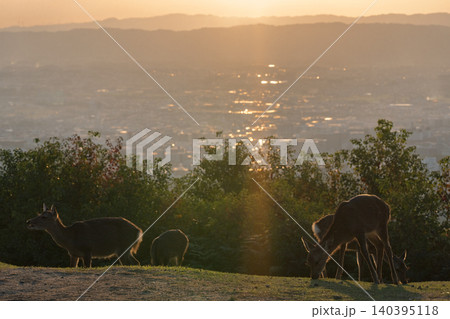 奈良県奈良市若草山で夕暮れに撮影した天然記念物の鹿 奈良県奈良市若草山で夕暮れに撮影した天然記念物の鹿 140395118
