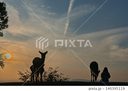 奈良県奈良市若草山で夕暮れに撮影した天然記念物の鹿 奈良県奈良市若草山で夕暮れに撮影した天然記念物の鹿 140395119