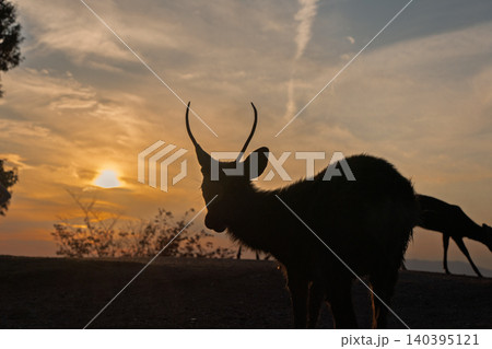 奈良県奈良市若草山で夕暮れに撮影した天然記念物の鹿 奈良県奈良市若草山で夕暮れに撮影した天然記念物の鹿 140395121