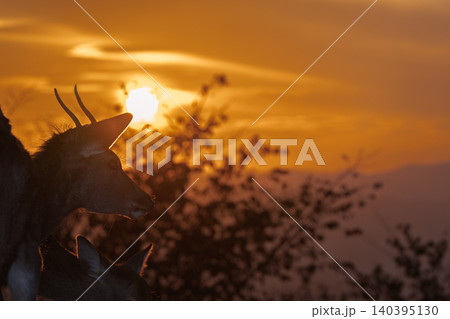 奈良県奈良市若草山で夕暮れに撮影した天然記念物の鹿 奈良県奈良市若草山で夕暮れに撮影した天然記念物の鹿 140395130