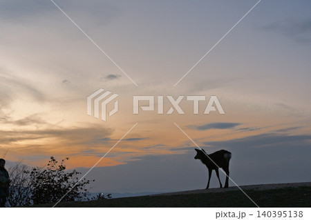 奈良県奈良市若草山で夕暮れに撮影した天然記念物の鹿 奈良県奈良市若草山で夕暮れに撮影した天然記念物の鹿 140395138