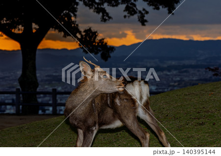 奈良県奈良市若草山で夕暮れに撮影した天然記念物の鹿 奈良県奈良市若草山で夕暮れに撮影した天然記念物の鹿 140395144