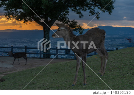 奈良県奈良市若草山で夕暮れに撮影した天然記念物の鹿 奈良県奈良市若草山で夕暮れに撮影した天然記念物の鹿 140395150