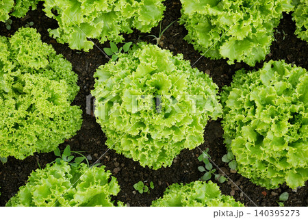 Bio lettuces Lactuca sativa farm field close-up leaf oakleaf lettuce variety of organic deeply lobed oak tree foliage plant green fresh leaves healthy delicious food vegetables edible planted in row 140395273