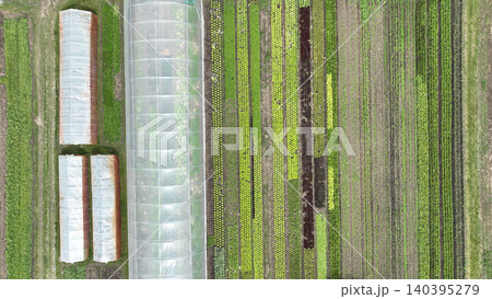 Greenhouse lettuce farm bio assorted organic farming plenty Lactuca sativa lettuces garden rocket colewort salad Eruca Red leaf Lollo Rossa Oakleaf Romaine Winter Landis lettuce plant water supply Greenhouse lettuce farm bio assorted organic farming plenty Lactuca sativa lettuces garden rocket colewort salad Eruca Red leaf Lollo Rossa Oakleaf Romaine Winter Landis lettuce plant water supply 140395279