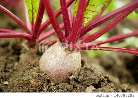 Bio red beetroot or beet edible taproot Beta vulgaris farm vibrant farming emerging fertile soil ground red stems close-up photo. Organic plant young fresh leaf leaves root leafy vegetables 140395288