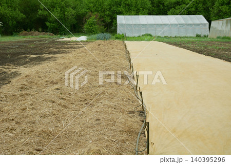 Vegetables mulching dried hay mulch spread in the garden farm field greenhouse bio organic gardening grass legumes herbaceous plants empty land ready for planting land cultivation green trees. Animal Vegetables mulching dried hay mulch spread in the garden farm field greenhouse bio organic gardening grass legumes herbaceous plants empty land ready for planting land cultivation green trees. Animal 140395296