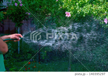 Summer refreshment.Stream of water from a hose.Watering plants Summer refreshment.Stream of water from a hose.Watering plants 140395297