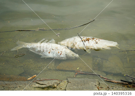 Common carp Cyprinus carpio killed big lifeless dead floating twigs cold ray-finned white fish in polluted pollution streams river lake water washed-up. Shallow inshore vulnerable aqua farmed food Common carp Cyprinus carpio killed big lifeless dead floating twigs cold ray-finned white fish in polluted pollution streams river lake water washed-up. Shallow inshore vulnerable aqua farmed food 140395316