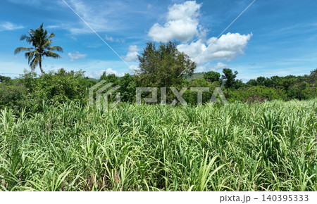 Sugarcane sugar cane Saccharum officinarum row lush green plants trees forest field planting outside outdoor plantation bio energy crops Philippines countryside sustainable energy sunny production Sugarcane sugar cane Saccharum officinarum row lush green plants trees forest field planting outside outdoor plantation bio energy crops Philippines countryside sustainable energy sunny production 140395333