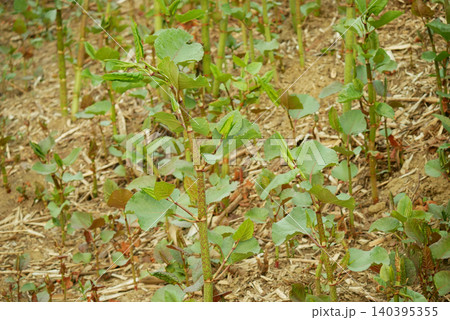 Knotweed invasive dangerous plants Reynoutria Fallopia japonica Sakhalin Japanese stem, and expansive species of leaf, leaves and fruits, comes from Asia Japan sachalinensis intruder neophyte, reduces 140395355
