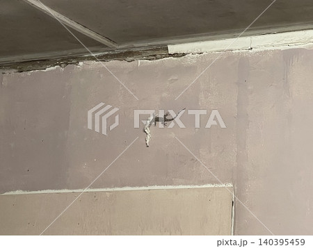 House Gecko Holding Tissue on Cracked Interior Wall House Gecko Holding Tissue on Cracked Interior Wall 140395459