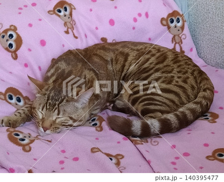 A Bengal cat is sleeping on a pink baby blanket A Bengal cat is sleeping on a pink baby blanket 140395477