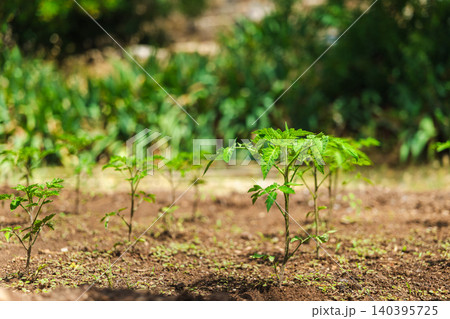 Young tomato plants growing in cultivated garden bed, sustainable vegetable farming and organic agriculture concept 140395725