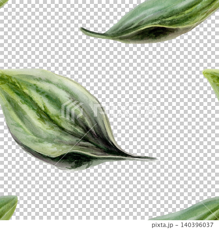 Plantain leaves seamless pattern watercolor illustration. Plantago foliage for organic clean beauty cosmetics packaging, natural vegan skincare branding, bio wellness textile print, herbal design Plantain leaves seamless pattern watercolor illustration. Plantago foliage for organic clean beauty cosmetics packaging, natural vegan skincare branding, bio wellness textile print, herbal design 140396037