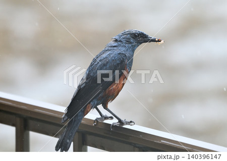幼鳥に与える餌を集めるイソヒヨドリ 140396147