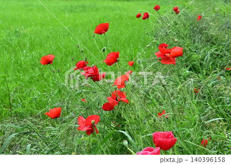 群生する真っ赤なひなげしの花と、蕾、種 群生する真っ赤なひなげしの花と、蕾、種 140396158