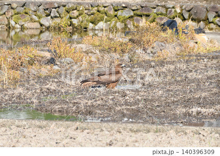水浴びするトビ(鳶、トンビ) 水浴びするトビ(鳶、トンビ) 140396309