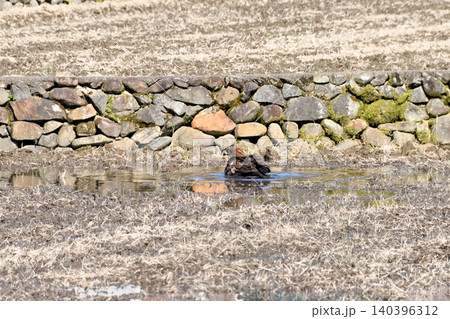 水浴びするトビ(鳶、トンビ) 水浴びするトビ(鳶、トンビ) 140396312