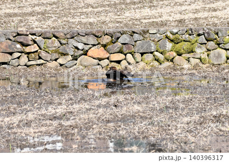 水浴びするトビ（鳶、トンビ） 140396317