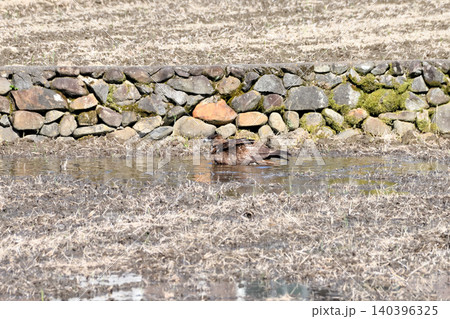 水浴びするトビ(鳶、トンビ) 水浴びするトビ(鳶、トンビ) 140396325