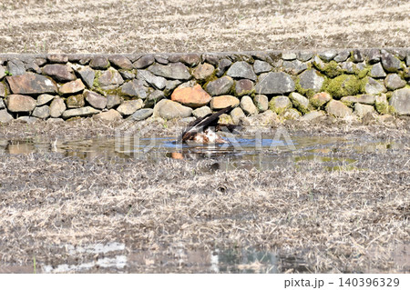 水浴びするトビ(鳶、トンビ) 水浴びするトビ(鳶、トンビ) 140396329