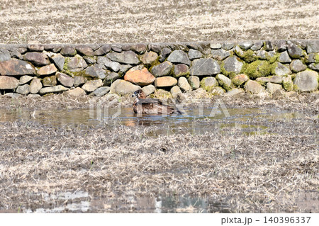 水浴びするトビ（鳶、トンビ） 140396337