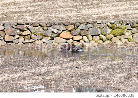 水浴びするトビ(鳶、トンビ) 水浴びするトビ(鳶、トンビ) 140396339