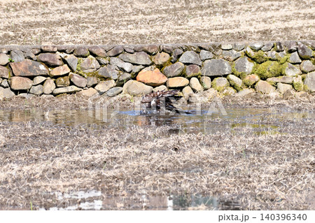 水浴びするトビ（鳶、トンビ） 140396340