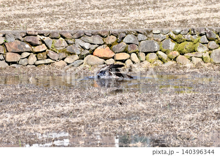 水浴びするトビ(鳶、トンビ) 水浴びするトビ(鳶、トンビ) 140396344