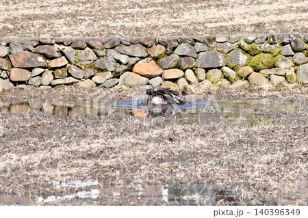 水浴びするトビ(鳶、トンビ) 水浴びするトビ(鳶、トンビ) 140396349