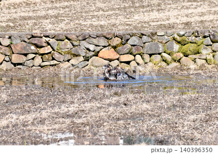 水浴びするトビ(鳶、トンビ) 水浴びするトビ(鳶、トンビ) 140396350