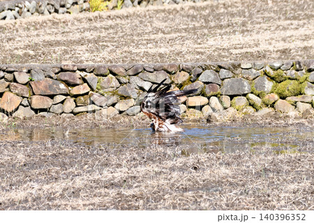 水浴びするトビ(鳶、トンビ) 水浴びするトビ(鳶、トンビ) 140396352