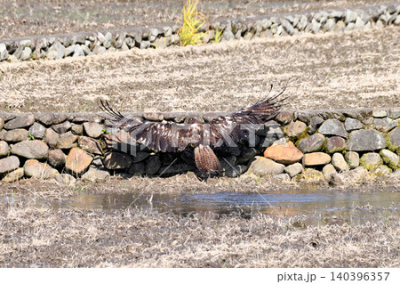 水浴びするトビ(鳶、トンビ) 水浴びするトビ(鳶、トンビ) 140396357