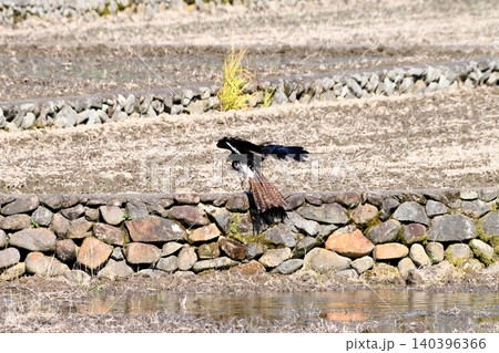 水浴びするトビ(鳶、トンビ) 水浴びするトビ(鳶、トンビ) 140396366
