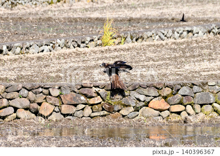水浴びするトビ(鳶、トンビ) 水浴びするトビ(鳶、トンビ) 140396367