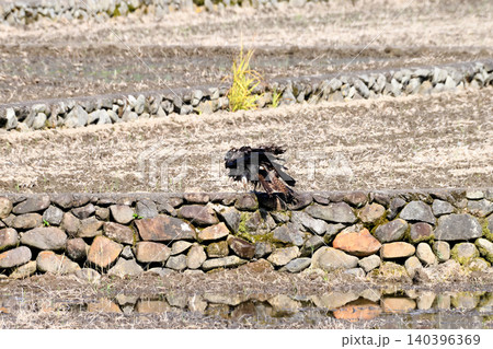 水浴びするトビ(鳶、トンビ) 水浴びするトビ(鳶、トンビ) 140396369