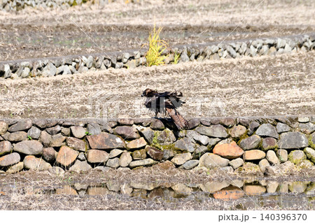 水浴びするトビ(鳶、トンビ) 水浴びするトビ(鳶、トンビ) 140396370