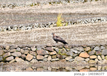 水浴びするトビ(鳶、トンビ) 水浴びするトビ(鳶、トンビ) 140396377