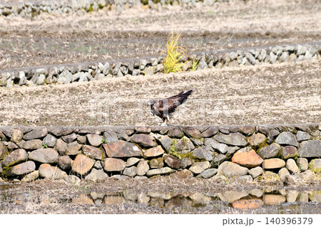 水浴びするトビ(鳶、トンビ) 水浴びするトビ(鳶、トンビ) 140396379