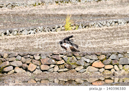 水浴びするトビ（鳶、トンビ） 140396380